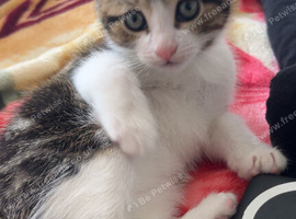 Kitten for sale