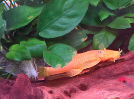 Lemon male bristlenose pleco