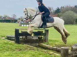 Connemara X cob