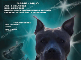 AVAILABLE FOR STUD: ARLO &ndash; BLUE & WHITE STAFFY (HEALTH TESTED CLEAR)