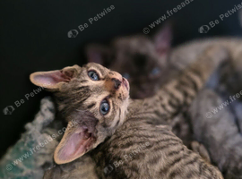 Pedigree TICA Devon Rex Kittens