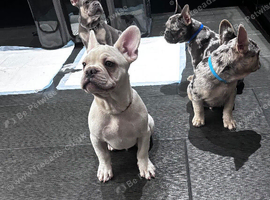 French Bull Dog Puppies for Sale