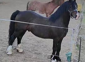 Sec c yearling colt