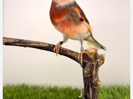 Male canary wanted 2025