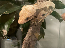 MALE PROVEN LILLY WHITE CRESTED GECKO