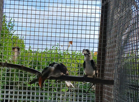 Red bill hornbills