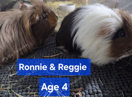 Bonded boys Reggie n Ronnie