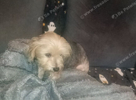 KC Miniature Yorkshire terrier