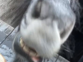 Beautiful blue roan cob X rising 2