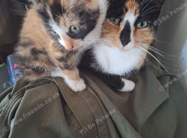 Kitten for sale