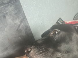 Lovely 1 year old dog