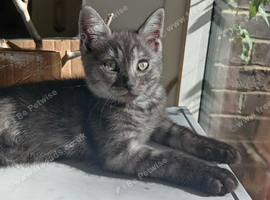 Stunning Ragdoll x British short hair boy left.