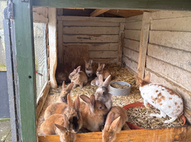 Baby Rabbit's