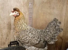 Cream Legbar.  Large fowl fertile hatching eggs