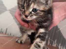 Female Tabby very loving ready for forever home