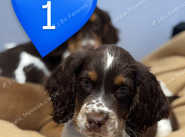 Cocker spaniel puppies