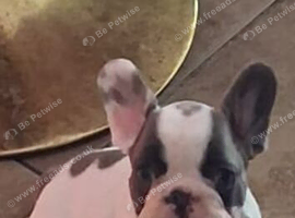 French bulldog 9 weeks old boy