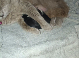 Beautiful British shorthair kitten