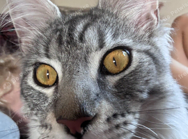 Maine coon x tabby kitten