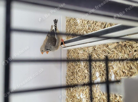 Zebra finch hens