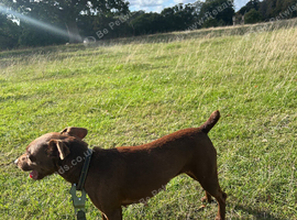 Beautiful chocolate patterdale terrier