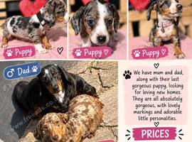 Miniature dachshund family
