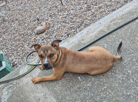 Staffy x presa canario