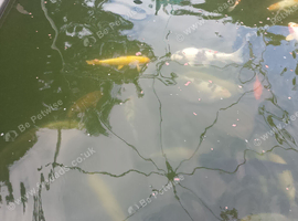 Pond closure