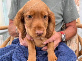 Last boy Cocker spaniel