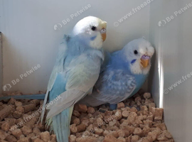 Stunning Bonded Pair of Hagaromo - Rainbow Split dun fallow