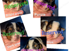 ALL RESERVED miniature jack russells