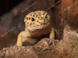 A Variety of Leopard Geckos at Birmingham Reptiles