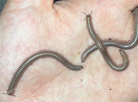 Ghana Olive giant millipedes