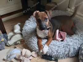 Jack Russell X