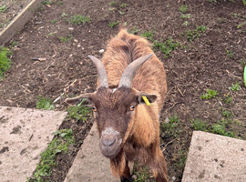 Female pigmy goats