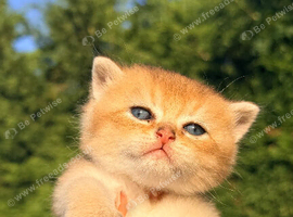 British shorthair kittens