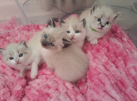 Ragdoll x siamese kittens