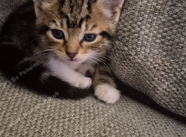 1 kitten left
