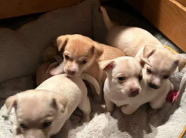Loving Homes Wanted for Beautiful Chihuahua Puppies