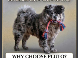 Beautiful 19 mth merle chow chow