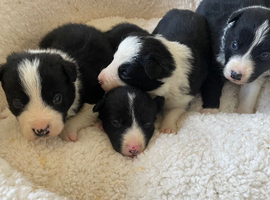 Stunning Border Collie Puppies