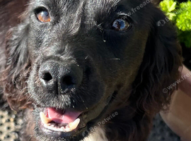 Black KC working cocker spaniel