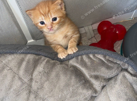 Ginger red boy