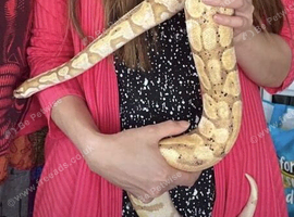 Blue eye Lucy female and banana male