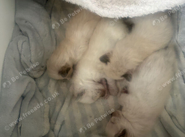 Beautiful ragdoll babies