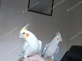 Hand tame