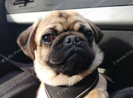 6 month male pug