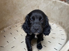 Cocker spaniel