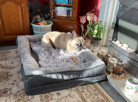 French bulldog puppy