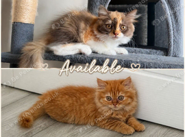 Pedigree British Longhair kittens TICA registered